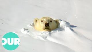 Witnessing the Power and Beauty of Polar Bears | Our World