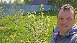 УЖЕ 4 ГОДА САЖАЮ ДЕРЕВЬЯ! Обзор на Сад Мечты 2025