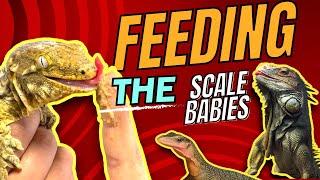 LETS FEED SOME REPTILES! And some Iguana ASMR