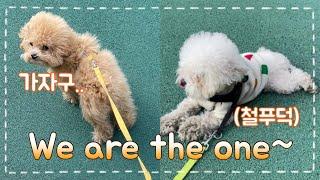 성격이 다른 두마리 강아지 산책시키기 I 듀얼 산책줄 하울 I TOY POODLE PUPPY