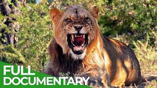 Saving the Wild | Part 1: The Big Cats | Free Documentary Nature