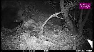 Orso e cervo - Bear and red deer