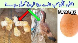 When Aseel Hens Lay Their First Egg | From Chick to Adult Hen |