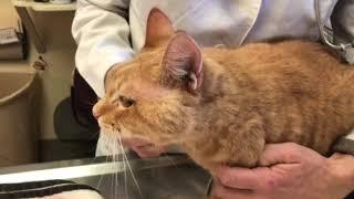 Facial abscess on a cat. What to do if it happens to your cat.