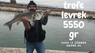 Giant seabass fishing with soft lure.