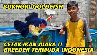 Fantastis ‼ Breeder Termuda, Calon Masternya Goldfish Indonesia - Bukhori Goldfish