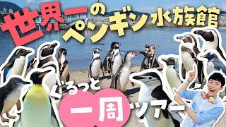 The best place to see penguins in the world! A comprehensive tour of the Nagasaki Penguin Aquarium 