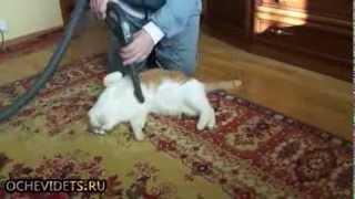 Кот и пылесос