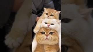 #102 Funny Cat videos  #meowing #memes #cute