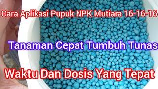 Cara Menggunakan Pupuk NPK MUTIARA 16-16-16 - Dosis Dan Waktu Yang Tepat