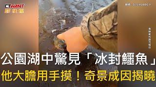 CTWANT 生活新聞 / 公園湖中驚見「冰封鱷魚」　他大膽用手摸！奇景成因揭曉