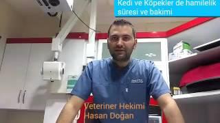 Kedi ve kopeklerde hamilelik süresi nekadardir,hamilelikte bakım ve beslenme nasıl olmalıdır.