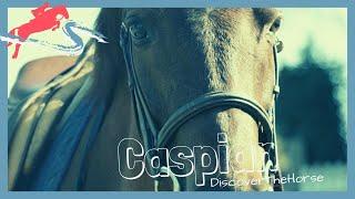 The Story of the Rare Caspian Horse | DiscoverTheHorse [Episode #10]