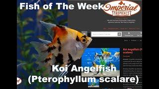 Koi Angelfish (Pterophyllum scalare)