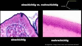 Histologie ─ Oberflächenepithelien