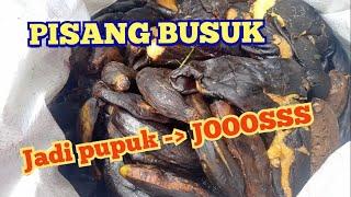 PUPUK GRATIS - PISANG BUSUK jadi PUPUK SUPER SUBUR (JLF PISANG)