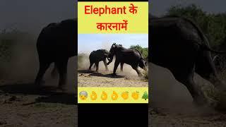viral elephant fight to each other || #shorts  || #Wildanimal || #Amazonforest