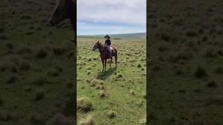 MIRELLA PETIM ENTENDE DOS ARREIOS/AJUDA SEU PAI NO CAMPO/CACEQUI-RS#fazenda #cavalo #campo