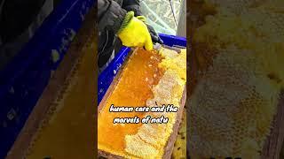 Liquid Gold: The Art of Honey Harvesting