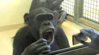 Contagious Yawning by Chimpanzees Supports Link to Empathy