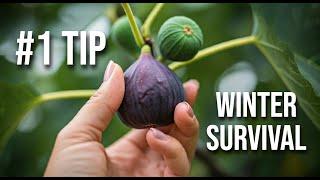 Growing Fig Trees in Zone 6&7? Lignification is the Key