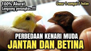 PERBEDAAN KENARI JANTAN DAN BETINA MUDA/PAUD Sangat Akurat sekali‼️