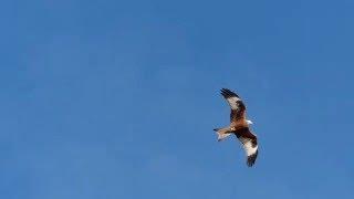 Red Kite diving into garden