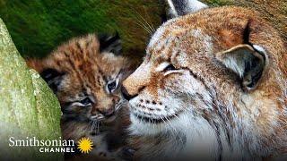 The Distinctive Ears of the Eurasian Lynx are a Mystery  Carpathian Predators | Smithsonian Channel