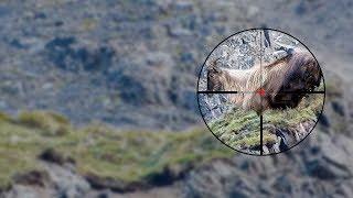 Amazing Tahr Hunting - 7 Kill Shots