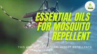 Essential Oils for Mosquito Repellent : This and other natural insect repellents