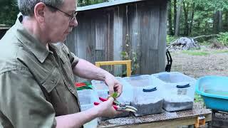 Rooting Azaleas from Softwood Cuttings