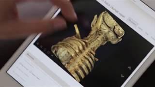 4D Interactive Anatomy