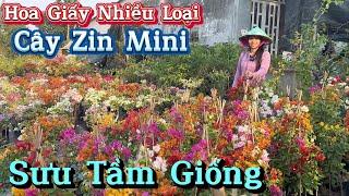 Hoa giấy nhà vườn có đủ tất cả các loại giống sưu tầm...20/01 vườn Chị Ánh.