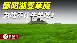 鄱阳湖几乎干涸，湖底变成了大草原，为啥禁止放牧呢？