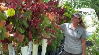 Stunning Redbud Trees: Flamethrower vs. Rising Sun