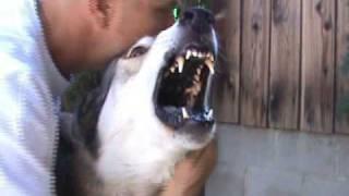 Man gets face bitten by a Wolf