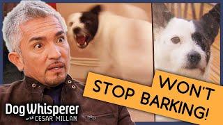 Pup Who's Been Barking for 6 Years | Full Episode | S9 Ep3 | Dog Whisperer With Cesar Millan