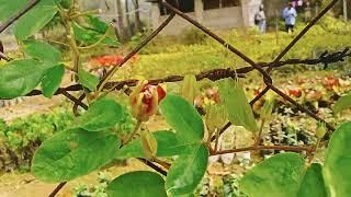 Jhumkolota ke beautiful plants and flowers (রাখি ফুল )झुमकोलोटा के खूबसूरत पौधे  Youtube videos 