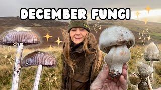 Magic & Rare Mushroom Foraging in December, UK