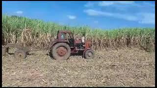 Tractor mtz80 tirando de dos carretas de caña, amarrale otro más 