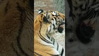 King of the Jungle: Uncovering Mysteries of the Bengal Tiger #shorts  #bengaltiger #animals #facts