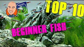 Top 10 Beginner Friendly Aquarium Fish - with Lazarus the Fish Boy!