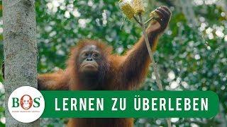 Lernen zu Überleben | BOS | orangutan.de