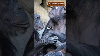 Curiosidades de los Chimpances 