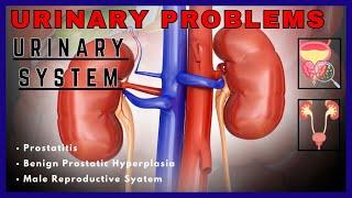 The Hidden Truth About Prostate Health & Urinary Issues