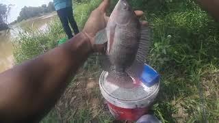 Mancing nila buat umpan fredator toman @Daniyo spot