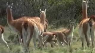 Spitting Mad: Wild Camel of the Andes (Documentary) NatGeo