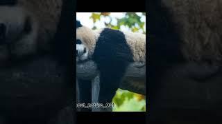 about something pandas #pandas #medicalpandas #pandastyle #ilovepandas  #redpandas  #lovepanda