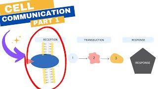 Chapter 11: Cell Communication Part 1: Signal Reception