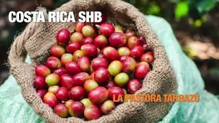 Sandalj Coffee: Costa Rica Tarrazú La Pastora